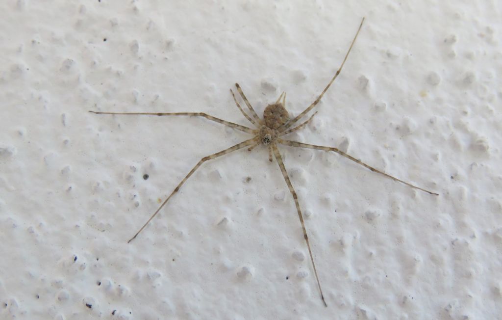 Philodromidae? No, Hersiliidae: cfr.Tama edwardsi - Portogallo